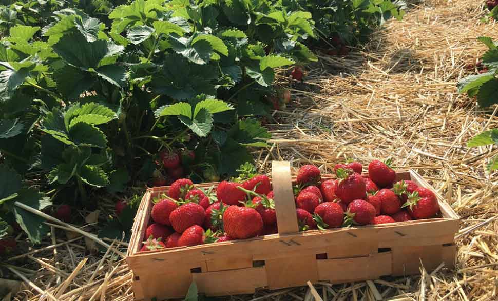 Mahabaleshwar: The Land of Strawberries
