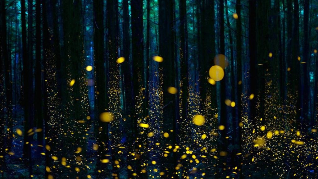 A Nature Wonderland Amidst Fireflies in Maharashtra